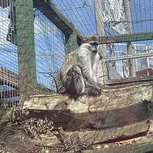 Vervet monkey