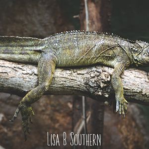 Philippine sail-fin lizard