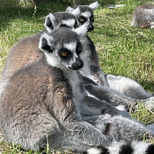 Ring tailed lemurs