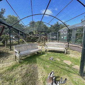 Ring tailed lemur enclosure