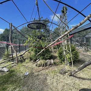 Black and white ruffed lemur enclosure