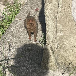 Dwarf mongoose