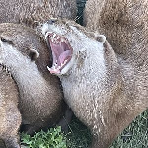 Otter yawn