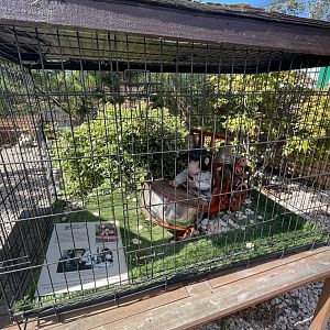 Old fashioned chimpanzee cage recreation