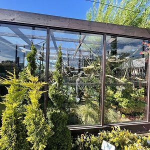 Common squirrel monkey enclosure