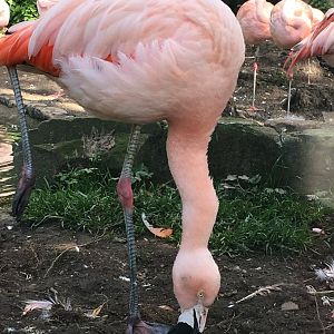 Chilean flamingo (2019)