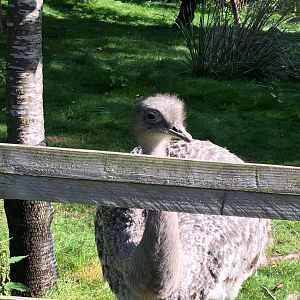 Darwin’s rhea (2019)