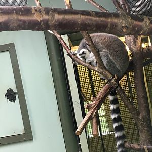 Ring tailed lemur (2019)