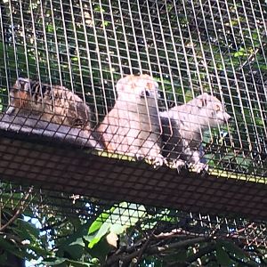 Crowned lemurs (2019)