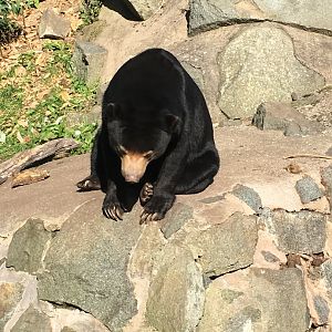 Sun bear (2019)
