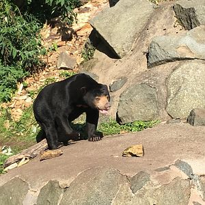 Sun bear (2019)