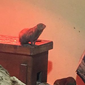 Dwarf mongoose (2019)