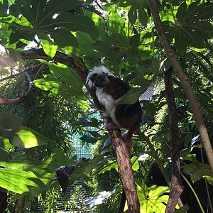 Cotton topped tamarin (2019)