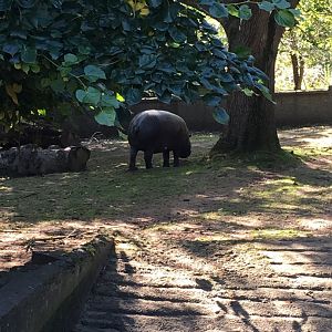 Pygmy hippo (2019)