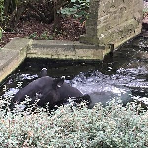 Malayan tapir swimming (2019)