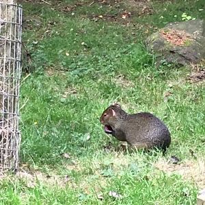 Azara’s agouti (2019)