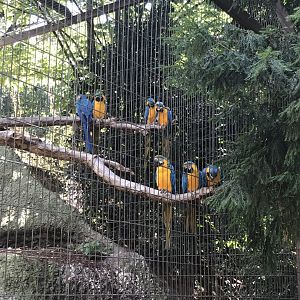 Blue and yellow macaw (2019)