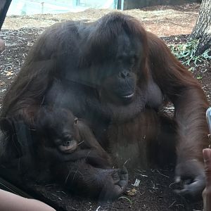 Orangutan and baby (2019)