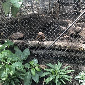 Hairy armadillo (2019)