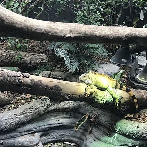 Green iguana (2019)