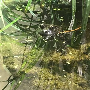 American bullfrog (2019)