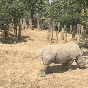White rhino (2019)