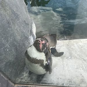 Humboldt penguin (2019)