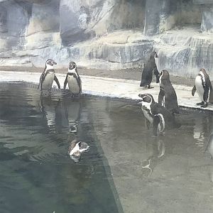 Humboldt penguins (2019)