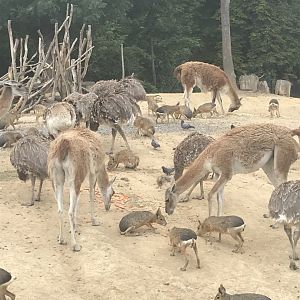 Mixed species enclosure feeding time (2019)