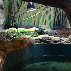 Dwarf crocodile (2016)