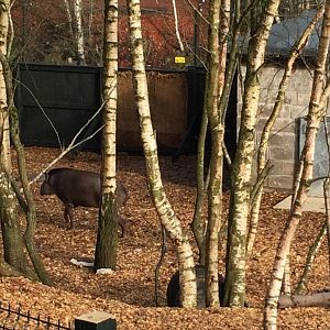 Brazilian tapir (2016)