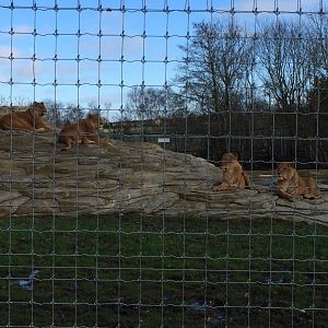 African lions (2016)