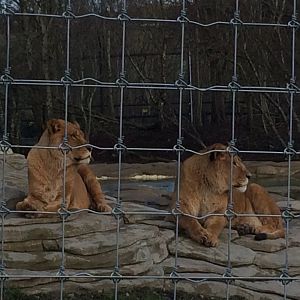 African lions (2016)