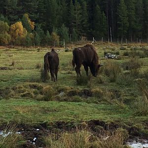 European bison (2019)