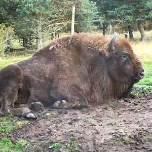 European bison (2019)