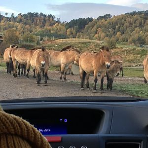 Prezwalski’s horse (2019)