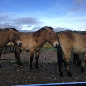 Prezwalski’s horses (2019)