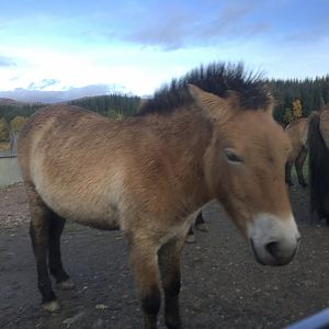 Prezwalski’s horse (2019)