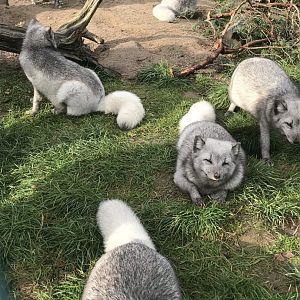 Arctic foxes (2019)
