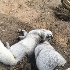 Arctic foxes (2019)