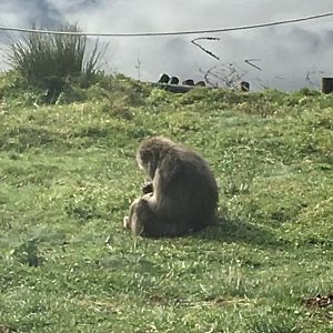 Japanese macaque (2019)