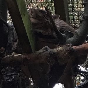 Scottish wildcat (2019)