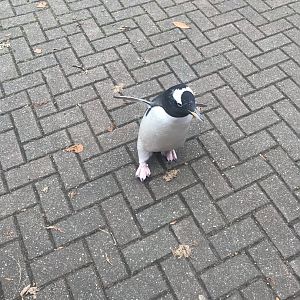 Gentoo penguin (2019)