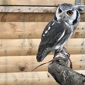 Northern white faced owl (2019)