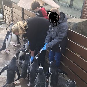 Me feeding penguins (2019)