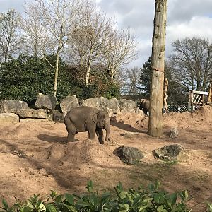 Asian elephant (2020)