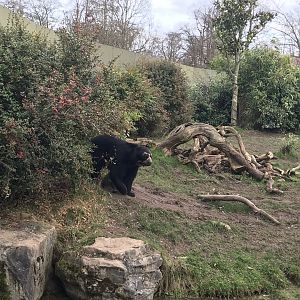 Andean bear (2020)