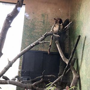 Tree kangaroo (2020)