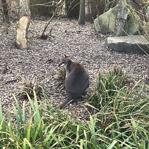 Dusky pademelon (2020)