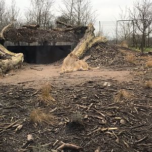 Asiatic lioness (2020)